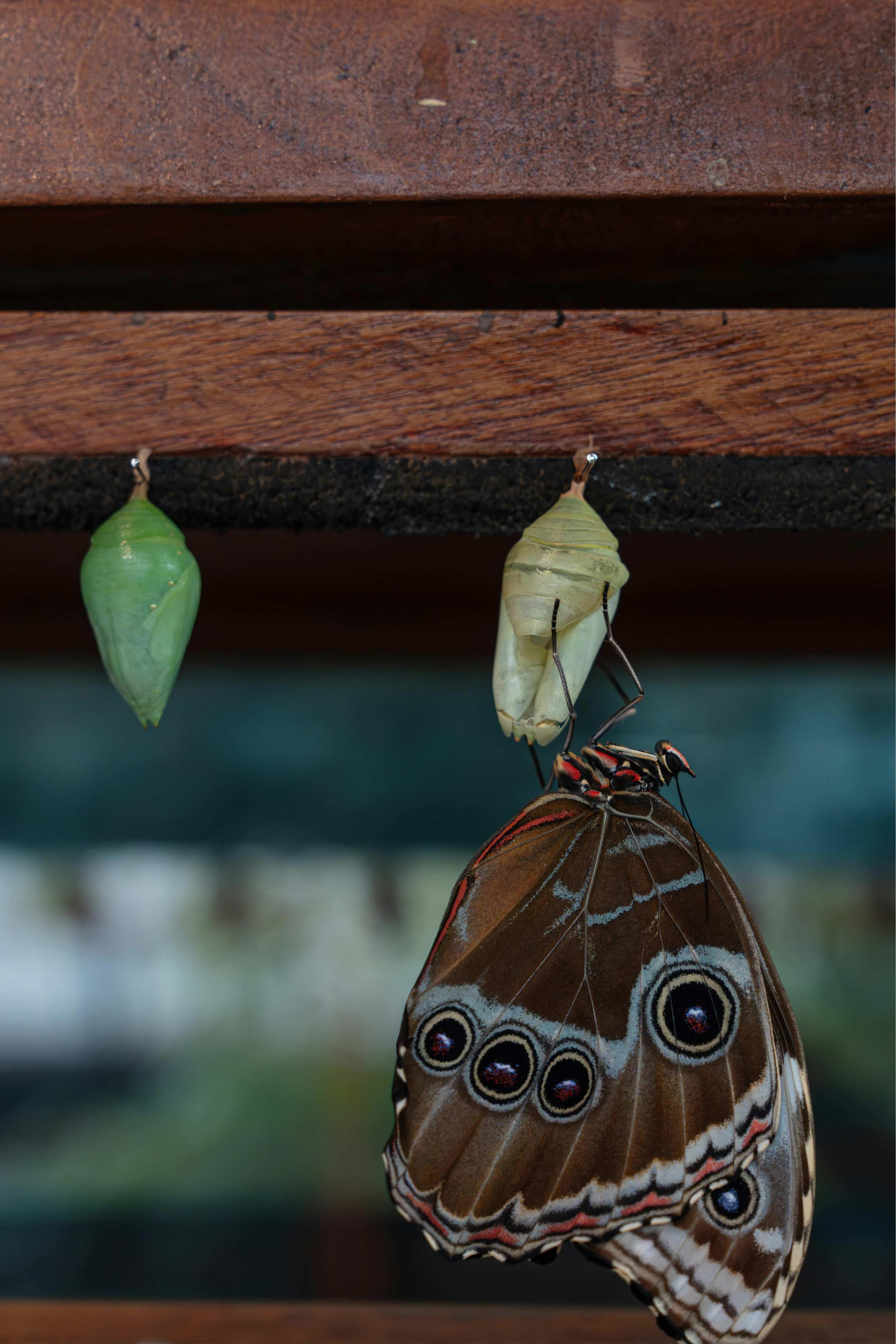 A butterfly emerging from its chrysalis beside another green chrysalis