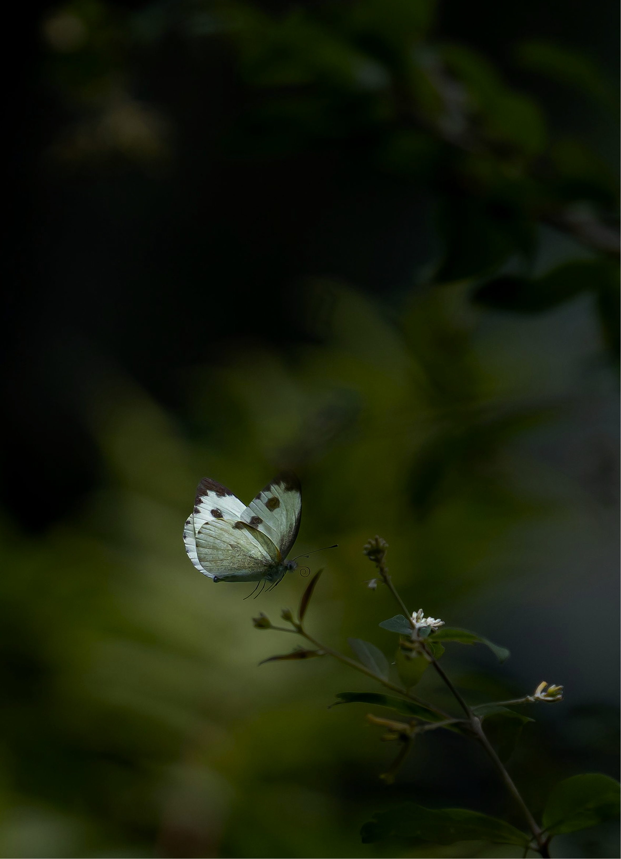 A white butterfly floating in a dark green garden
